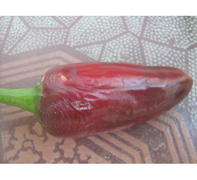 Насіння перцю гострого Халапеньо Пурпл ( Pepper Jalapeno purple)
